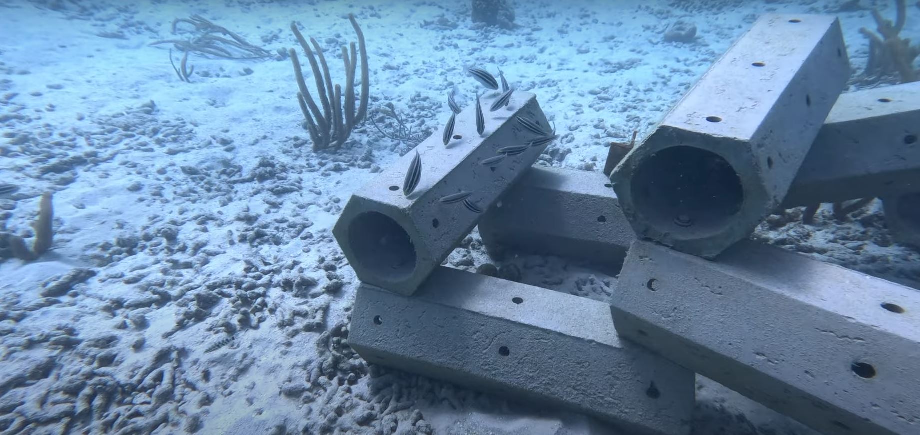 𝗕𝘂𝗰𝗰𝗼𝗼 Reefs (2)