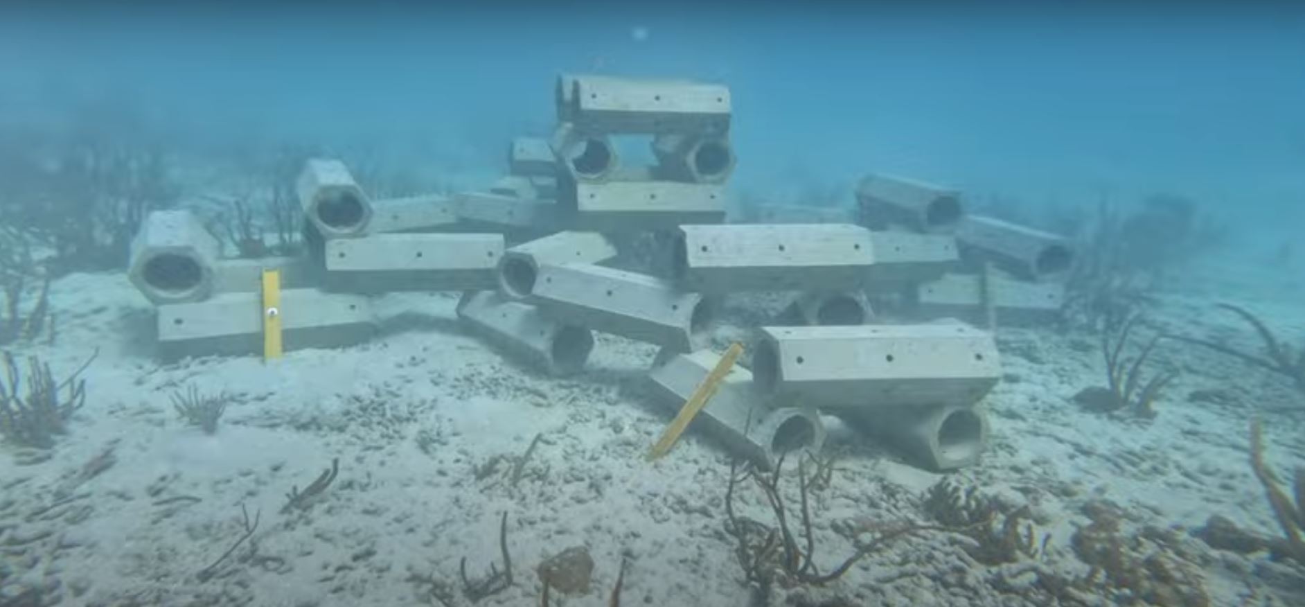 𝗕𝘂𝗰𝗰𝗼𝗼 Reefs (1) (1)