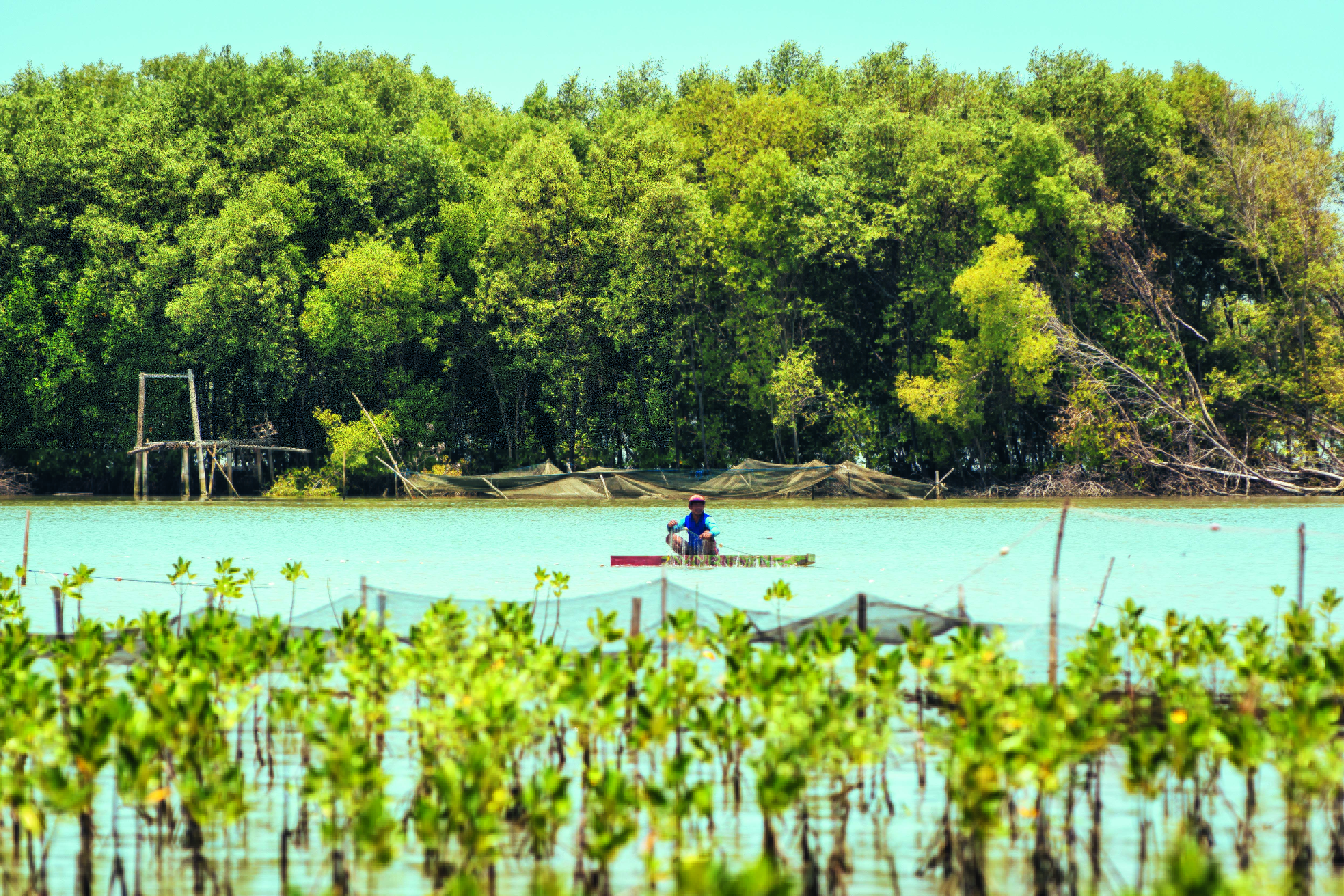 Mangrove Restoration Project In North Java, Indonesia
